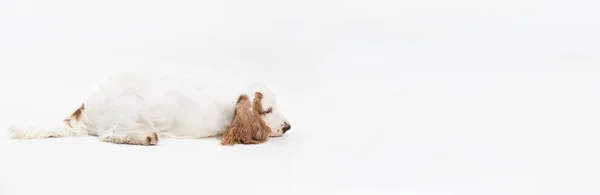 Un perro yace con la nariz contra el suelo. Cocker spaniel inglés con abrigo de oro miel. Panorama. — Foto de Stock