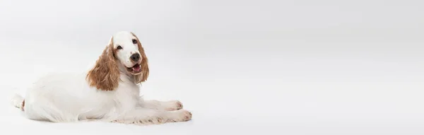 De hond ligt te liggen en kijkt recht in de camera. Panoramisch beeld. Engelse cocker spaniel met honing gouden jas. Uitzicht vanaf de zijkant. — Stockfoto