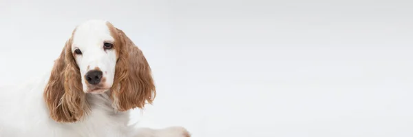 Hoofd van een hond van heel dichtbij. Engelse cocker spaniel met honing gouden jas. Een panorama. Gesloten snuit. — Stockfoto