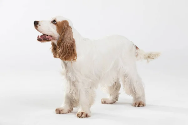 The dog is standing and wagging its tail. English cocker spaniel with honey gold coat. — Stock Photo, Image