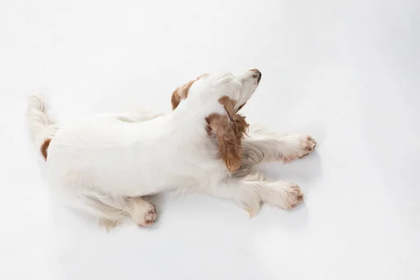 Ο σκύλος είναι ξαπλωμένος στην κοιλιά του και κοιτάζει γύρω του. Αγγλικό κόκερ σπάνιελ με χρυσό παλτό μελιού. Πάνω πλαίσιο. — Φωτογραφία Αρχείου