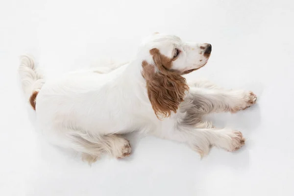 El perro está tumbado sobre su vientre y mirando a su alrededor. Cocker spaniel inglés con abrigo de oro miel. Marco superior. — Foto de Stock