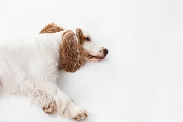 Ένα σκυλί βρίσκεται στο πλευρό του από την κούραση. Αγγλικό κόκερ σπάνιελ με χρυσό παλτό μελιού. — Φωτογραφία Αρχείου