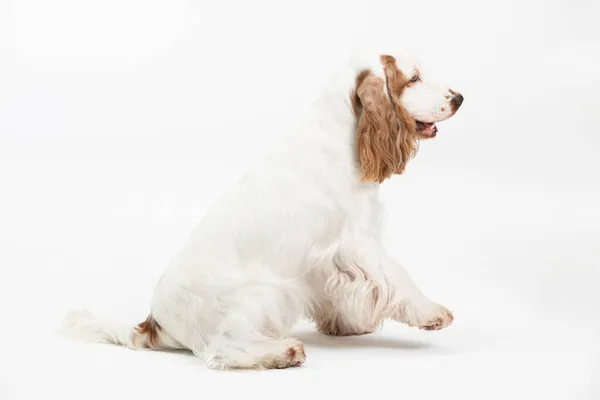 De hond zit en heeft zijn voorpoot omhoog. Engelse cocker spaniel met honing gouden jas. — Stockfoto