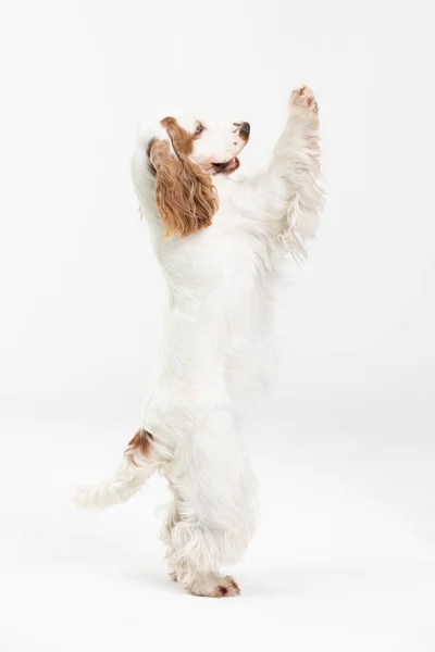 Pies stoi na dwóch tylnych nogach. Angielski cocker spaniel z miodowym złotym płaszczem. — Zdjęcie stockowe