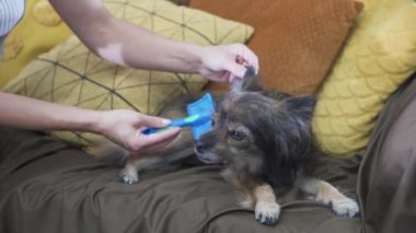 Köpek boynunu ve boynunu tarar ve arada sırada metresine bakar..