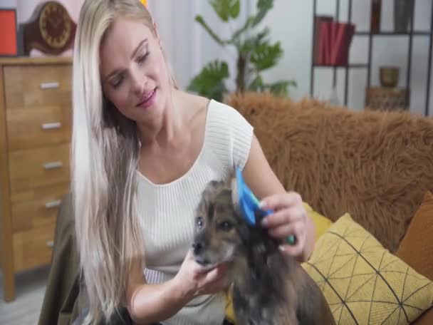 Pandangan dekat seorang wanita menyisir kepala anjing kesayangannya. — Stok Video