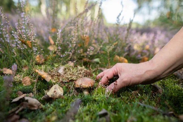 Raccolta di funghi tra il sottobosco durante la raccolta. — Foto Stock