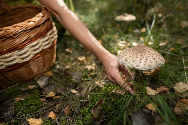 Macrolepiota procera - Collecting mushrooms in the woods.