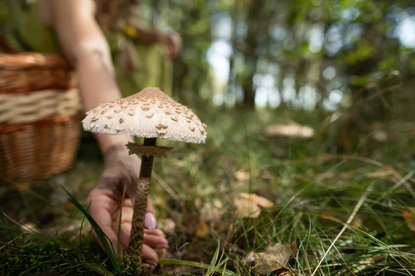 Macrolepiota procera - Collecting mushrooms in the woods. — Stock Photo, Image