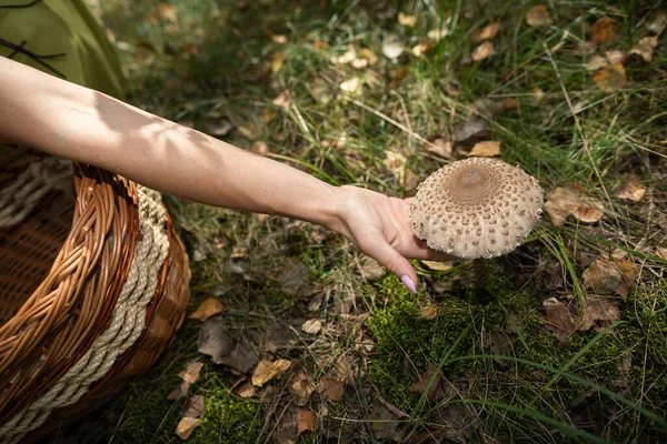 Macrolepiota procera - Сбор грибов в лесу. — стоковое фото