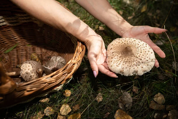 Procera Macrolepiota - Recolha de cogumelos na floresta. — Fotografia de Stock