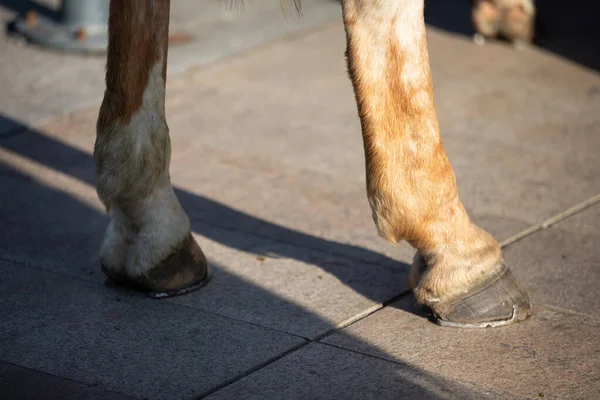 De paarden twee voorpoten zijn geschoeid met stalen hoefijzers. Een zonnige dag.. — Stockfoto
