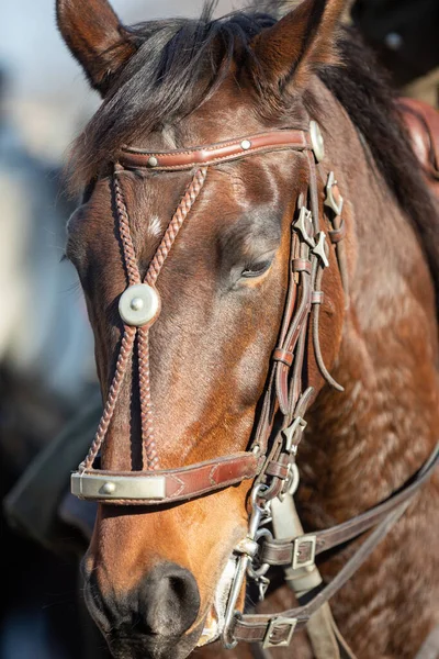 Kop van een paard in gala harnas met kastanje kleuring. — Stockfoto