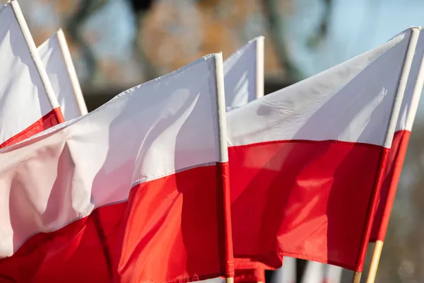 Несколько национальных флагов Польши на фоне осенних деревьев. — стоковое фото