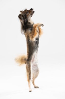 Mongrel dog stands on two legs against a white background and asks for a treat. Multi-breed dog.