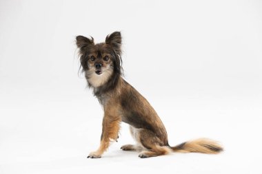 A brown and black mongrel dog sits against a white background and looks straight into the camera. Multi-breed dog.