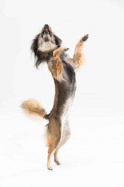 Mongrel dog stands on two legs against a white background and asks for a treat. Multi-breed dog.