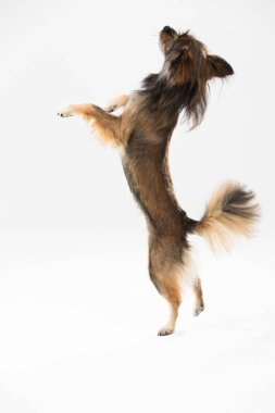 Mongrel dog stands on one leg against a white background and asks for a treat. Multi-breed dog.