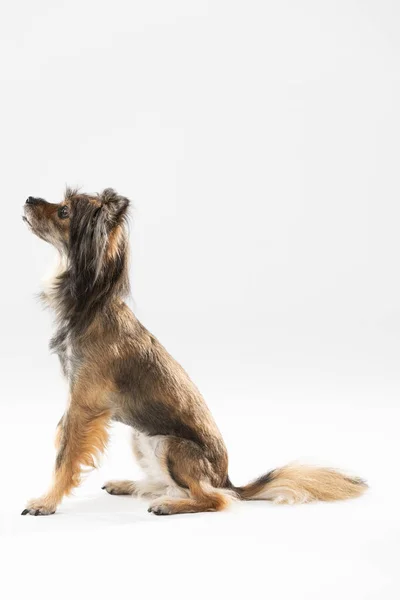 Brown and black mongrel dog sits on white background. Multi-breed dog. —  Fotos de Stock