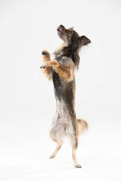 Mongrel dog stands on one leg against a white background and asks for a treat. Multi-breed dog. — Zdjęcie stockowe