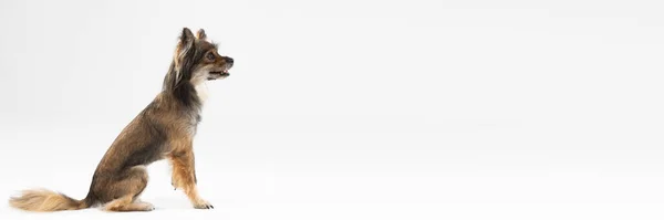 Mongrel dog sits with open muzzle and raised paw on white background. Panorama. Multi-breed dog. — Fotografia de Stock