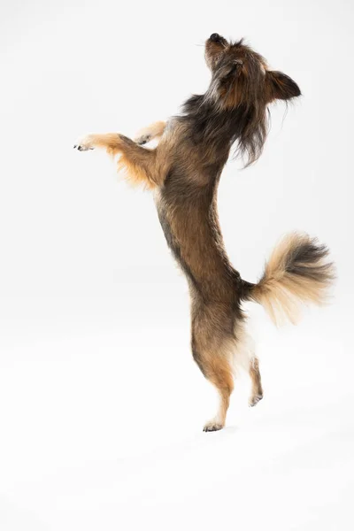 Mongrel dog stands on one leg against a white background and asks for a treat. Multi-breed dog. — Zdjęcie stockowe