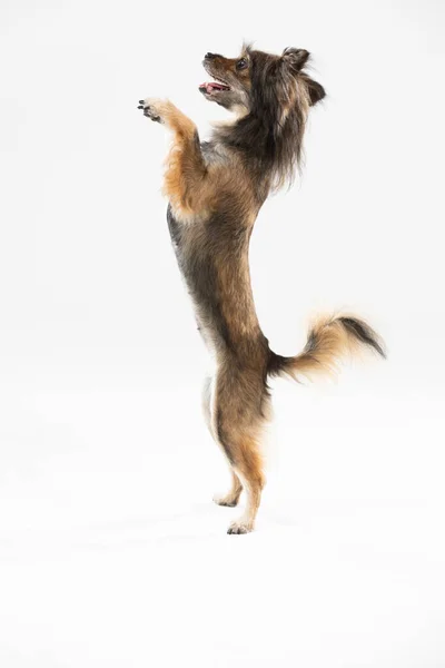 Mongrel dog stands on two legs against a white background and asks for a treat. Multi-breed dog. — Fotografia de Stock