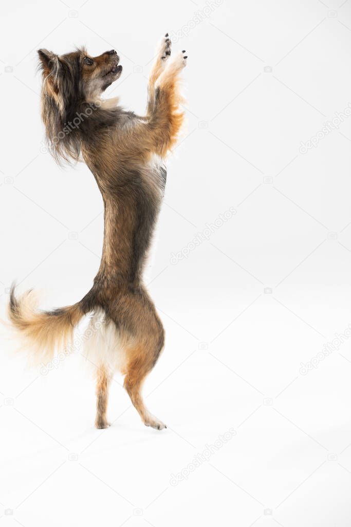 Mongrel dog stands on one leg against a white background and asks for a treat. Multi-breed dog.