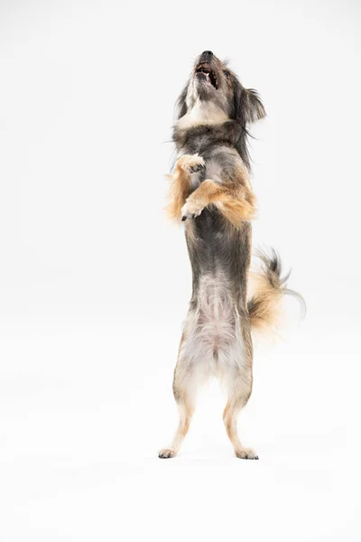 A mongrel breed dog stands on its two hind legs facing the camera. A multi-breed dog. — Zdjęcie stockowe