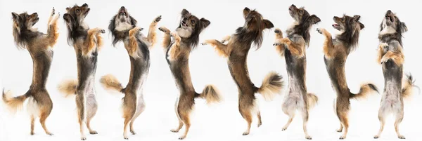 Of multiple views of a standing female on two hind legs. Panoramic view. Multi-breed dog. —  Fotos de Stock