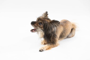 Small cute dog barks while lying on white background facing camera. Multi-breed dog.