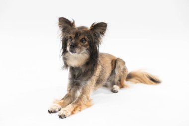 Small cute dog lies with closed mouth on white background facing camera. Multi-breed dog.