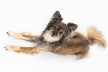 View from above as the dog lies down and looks up straight into the camera. Multi-breed dog.