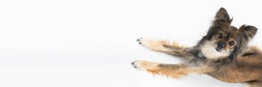 Panoramic view from above as the dog lies down and looks up straight into the camera. Multi-breed dog.