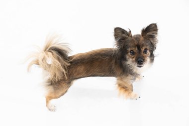 An overhead view of a standing dog looking into the camera. Multi-breed dog.
