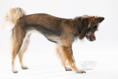 Side view of a standing dog looking at its bowl. Multi-breed dog.