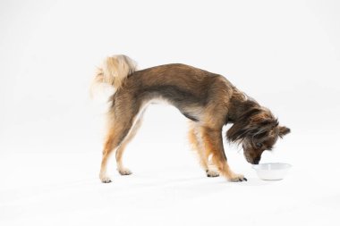 Side view of a cute dog in shades of brown, standing and looking ahead. Isolated from a white background. Mongrel breed.