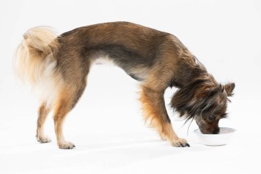 Side view of a standing dog drinking water from its bowl. Multi-breed dog.