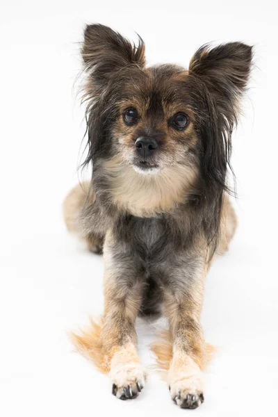 Portrait of a cute little dog that sits on a white background and looks at the camera. Multi-breed dog. — Foto de Stock