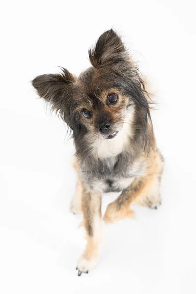 Portrait of a cute little dog sitting and raising one paw and tilting its head. Multi-breed dog. — Foto de Stock