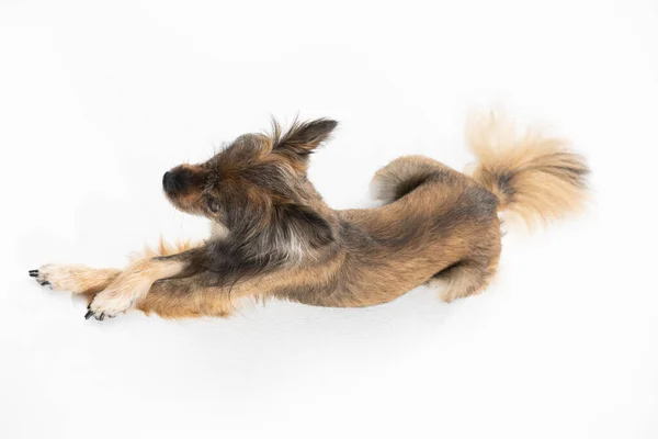 View from above as the dog lies down and looks ahead. A multi-breed dog. He is looking ahead. —  Fotos de Stock