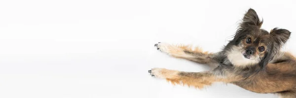 Panoramic view from above as the dog lies down and looks up straight into the camera. Multi-breed dog. — Stockfoto