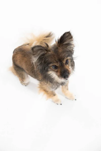 Aerial view of a cute little dog sitting on a white background. Multi-breed dog. — Stock Photo, Image