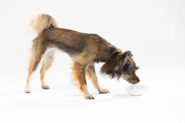 Side view of a cute dog in shades of brown, standing and looking ahead. Isolated from a white background. Mongrel breed. — Stock Fotó