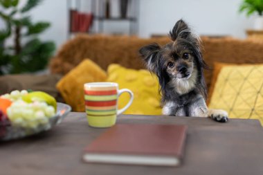 Köpek kafasını masanın üzerine uzattı ve faiziyle başını eğdi. Melez köpek..