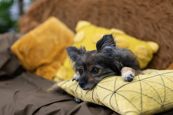 Um cão rafeiro jaz em um travesseiro entediado e olhando para frente. Cão de raça múltipla. — Fotografia de Stock