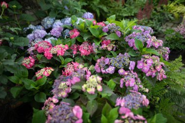 Bahçe dükkanında ortanca çiçekleri. Çiçek açan bitki..