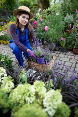 Bir işçi bir sepetin içinde çiçek saksıları düzenler. Bahçe Dükkanı.