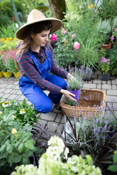 A worker arranges pots of heather flowers in a basket. Garden Shop. — Stock Photo, Image
